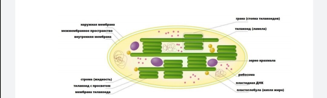Что находится внутри тилакоида