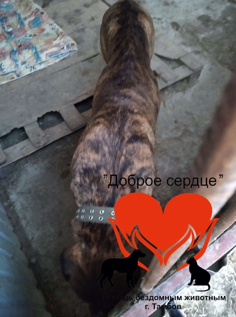 Таким был Вилли, когда его привезли в приют