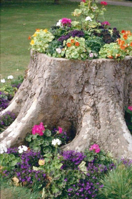 Композиция из герани разных расцветок