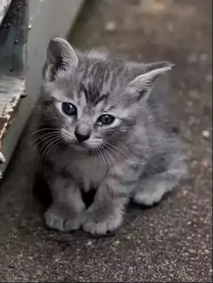 фото из открытых источников