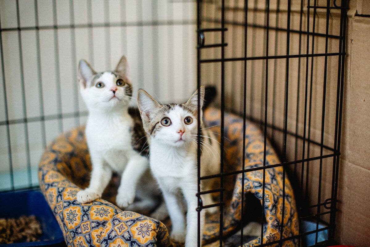 На фото Ромашка и Маргаритка нашего приюта.