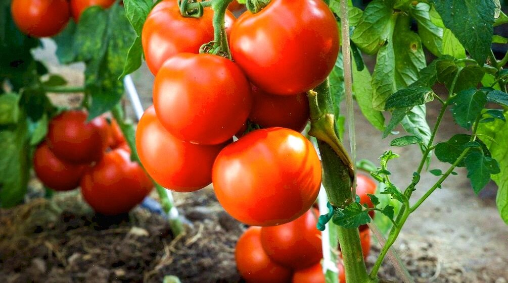 Помидоры