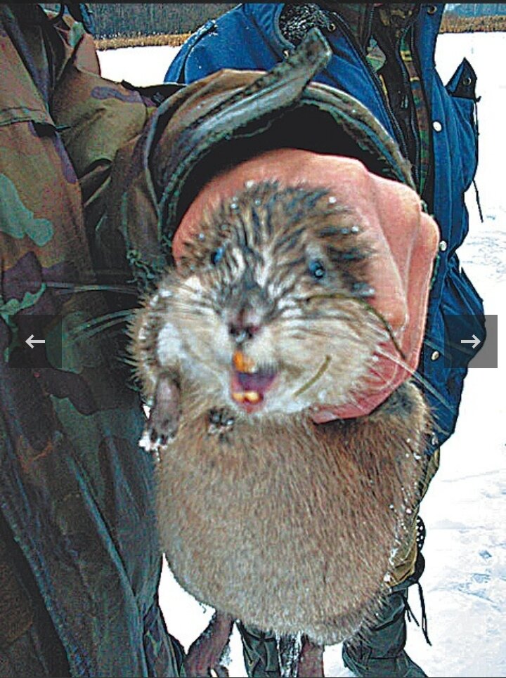 Это не крыса