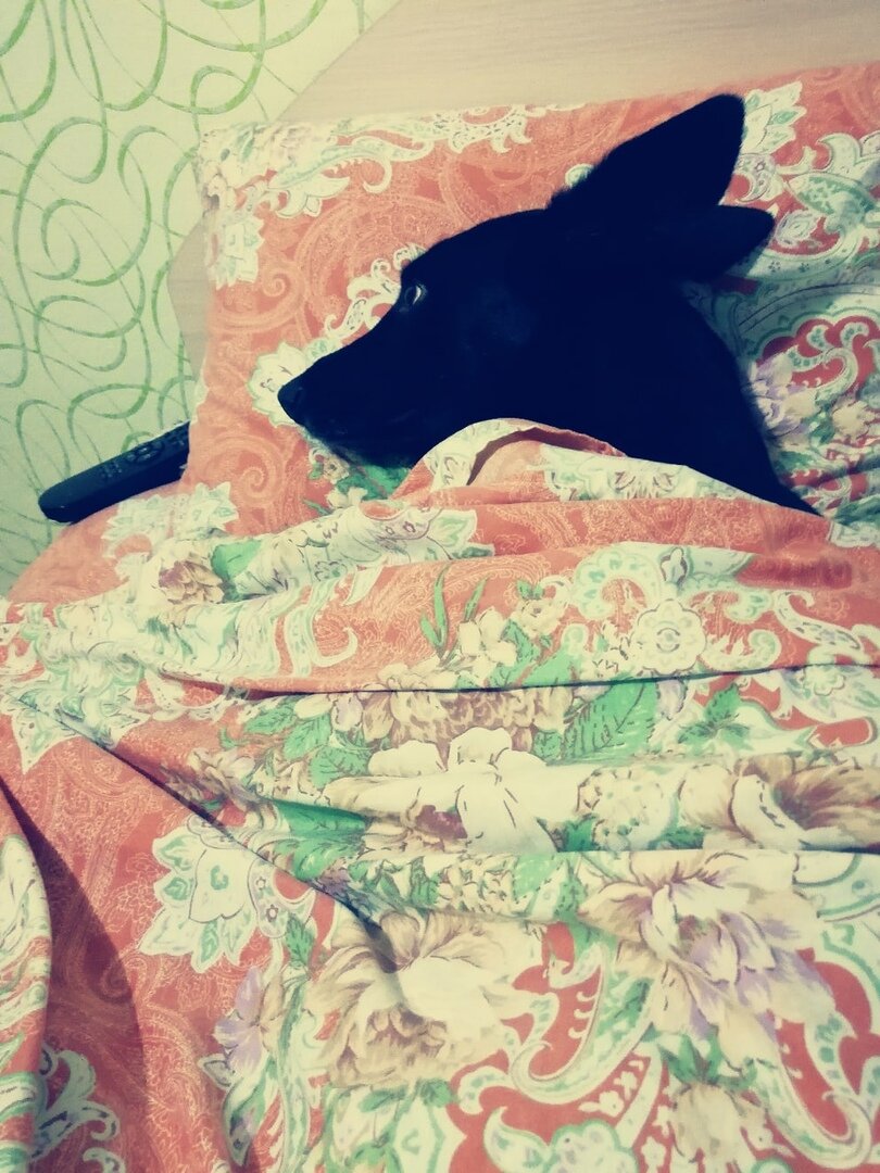 Гамлет вспомнил кровать и каждый вечер самым первым ложился на подушку, ожидая, пока его укроют одеялом. 