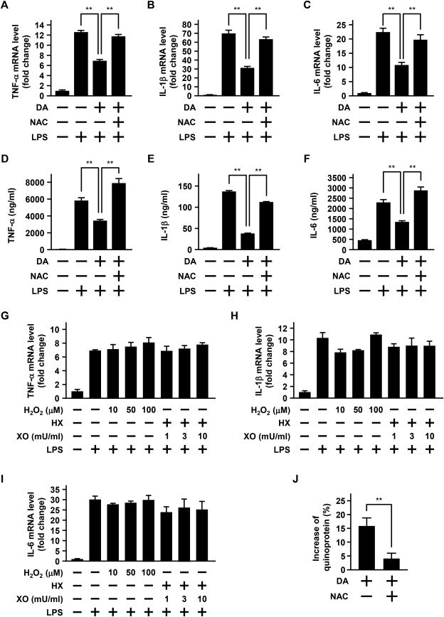 3. Дофамин аттенуировал LPS-индуцированную экспрессию мРНК цитокинов через образование дофаминхинона в клетках BV-2
(A-F) клетки BV-2 обрабатывали в течение 24 ч 30 мкм дофамином (DA) в отсутствие или присутствии 10 мм NAC. (G–I) также другие клетки БВ-2 обрабатывали перекисью водорода или 50 мкм гипоксантином (HX) в сочетании с ксантиноксидазой (XO) в указанных концентрациях в течение 24 ч. Затем клетки обрабатывали 10 мкг/мл ЛПС в течение 9 ч. уровни мРНК ФНО-α (А, Г), Ил-1β (В, Н) и ИЛ-6 (С, I) исследовали методом РТ-ПЦР в реальном времени. Уровень мРНК цитокинов нормализовался до уровня мРНК β-актина и был выражен как относительный к контрольному уровню, который произвольно устанавливался как “1,0."(D–F) уровни TNF-α (D), IL-1β (E) и IL-6 (F) в супернатанте культуры измеряли методом ИФА. Результаты показывают среднее значение ± S. E. M., полученное из 4 независимых экспериментов,и были проанализированы с помощью односторонней ANOVA с последующим HSD-тестом Tukey's post hoc. **P < 0.01, существенная разница между скобках значений. J) клетки BV-2 обрабатывали в течение 24 ч 30 мкм DA в отсутствие или присутствии 10 мм NAC. Затем уровень хинопротеина определяли путем проведения анализа NBT/glycinate. Уровень хинопротеина был выражен в виде процентного увеличения по сравнению с таковым в необработанном контроле. Результаты показывают среднее значение ± S. E. M., полученное из 3 независимых экспериментов,и были проанализированы с помощью односторонней ANOVA с последующим HSD-тестом Tukey's post hoc. ** P