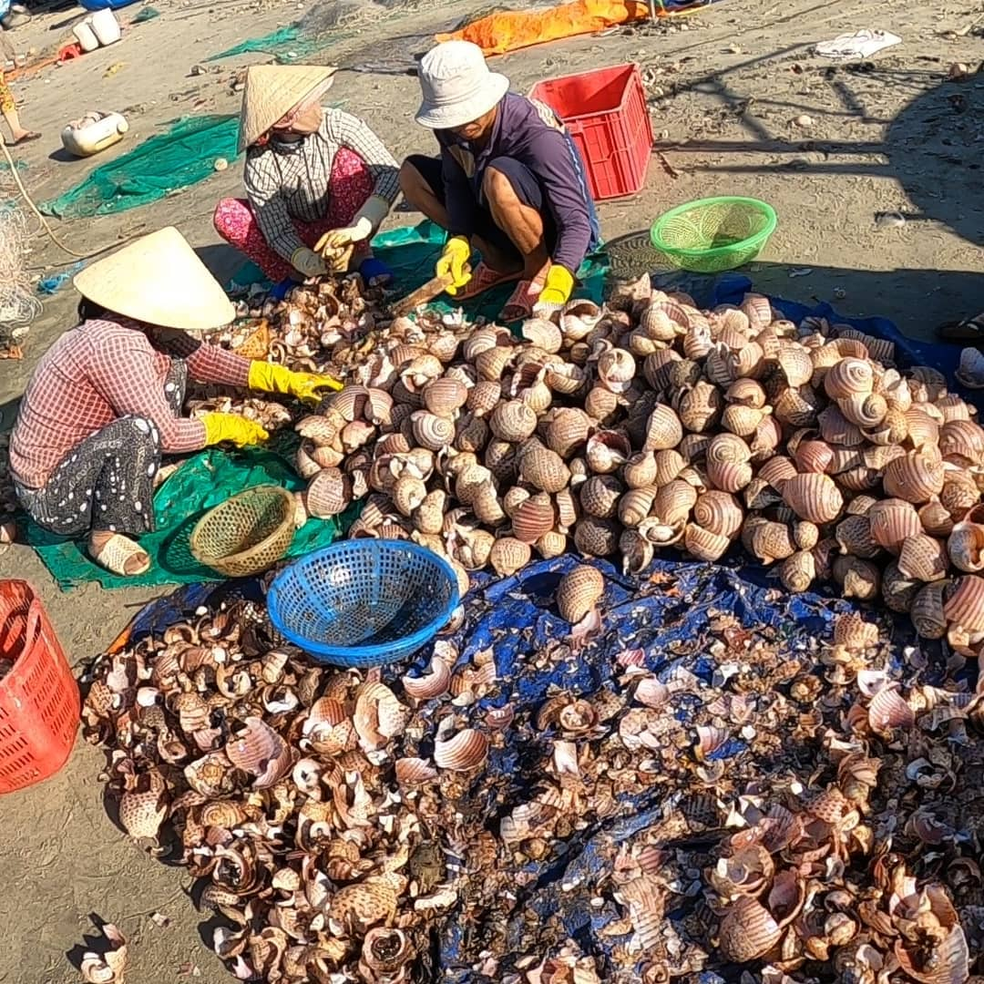 На этот раз мы покажем ежедневные  масштабы добычи морепродуктов в рыбацкой деревне Муйне