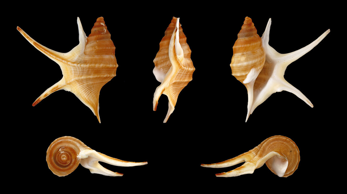 https://upload.wikimedia.org/wikipedia/commons/thumb/5/55/Aporrhais_pesgallinae_01.JPG/1920px-Aporrhais_pesgallinae_01.JPG