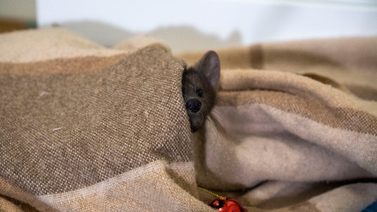 Соболь Бадди, когда не поел ягод и фруктов.