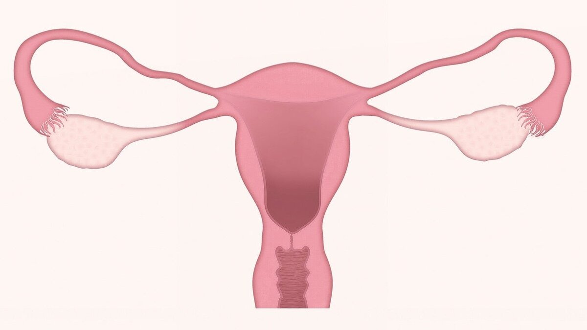  Что такое двурогая матка?  Часто при обследовании по поводу бесплодия, или невынашивания беременности выявляется, что у женщины двурогая матка. Двурогая матка отличается от обычной матки своей формой.