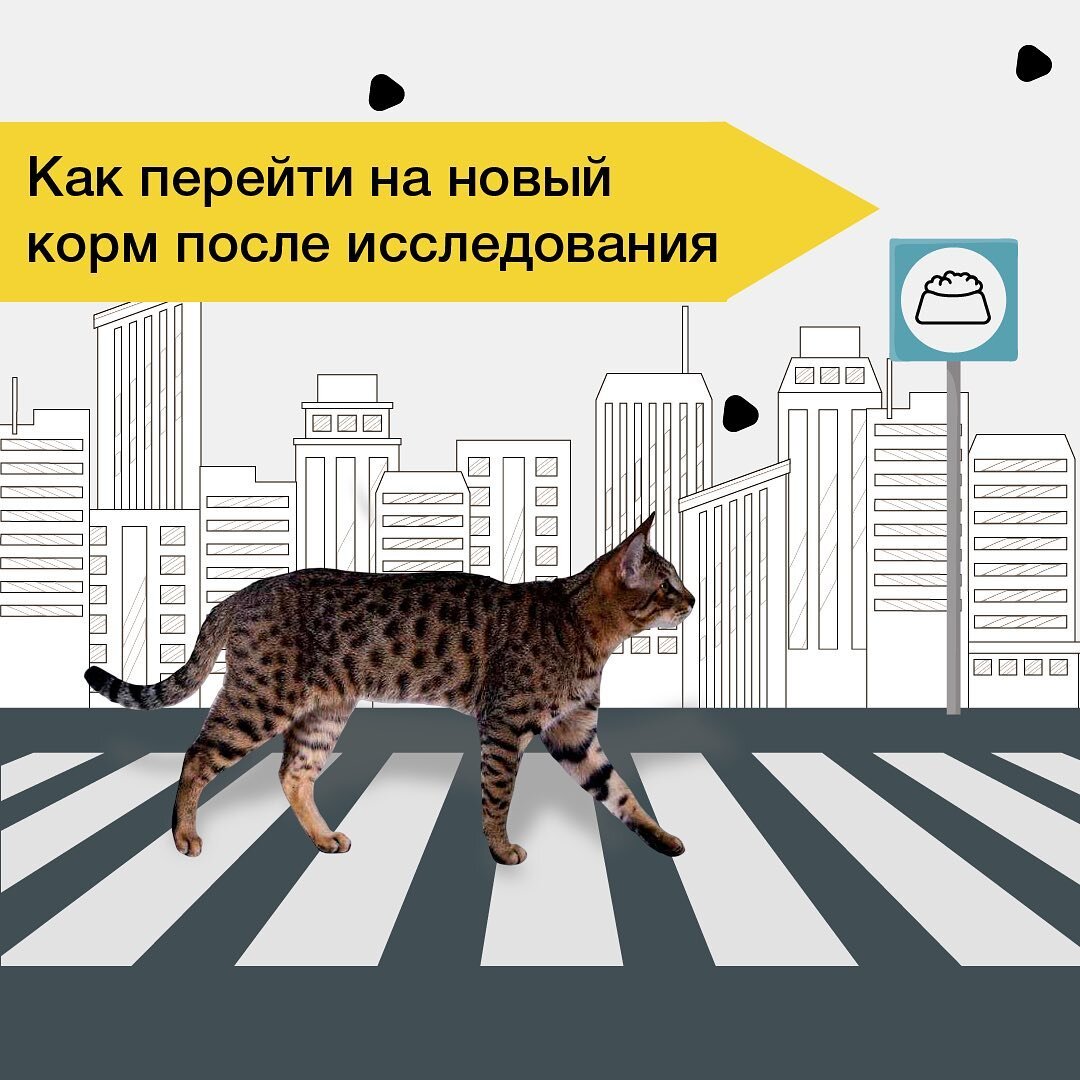 Как переводить щенка на натуральный корм
