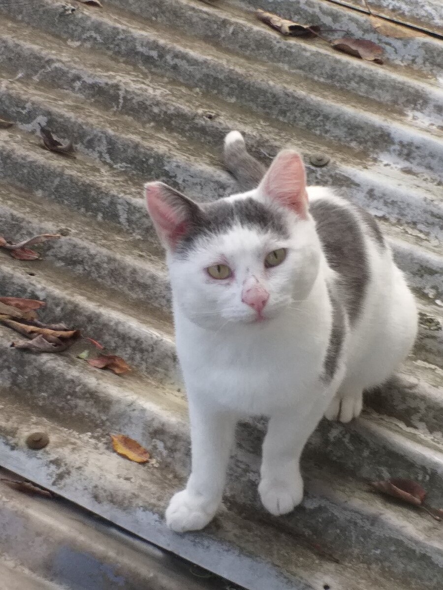 Чуге снова порезали нос в драке. Выпрашивает у меня печеньку.