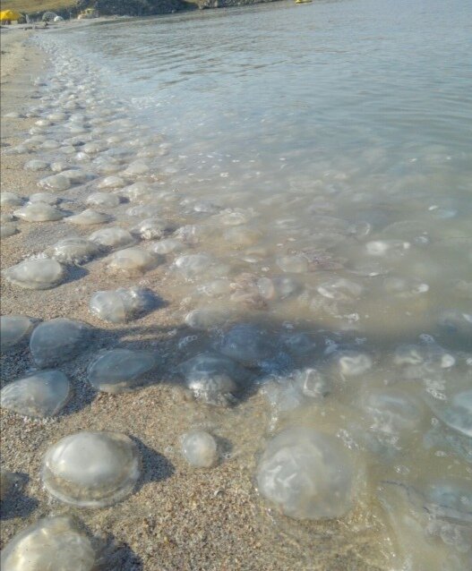 Их там тысячи