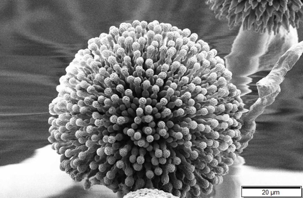 Aspergillus niger.