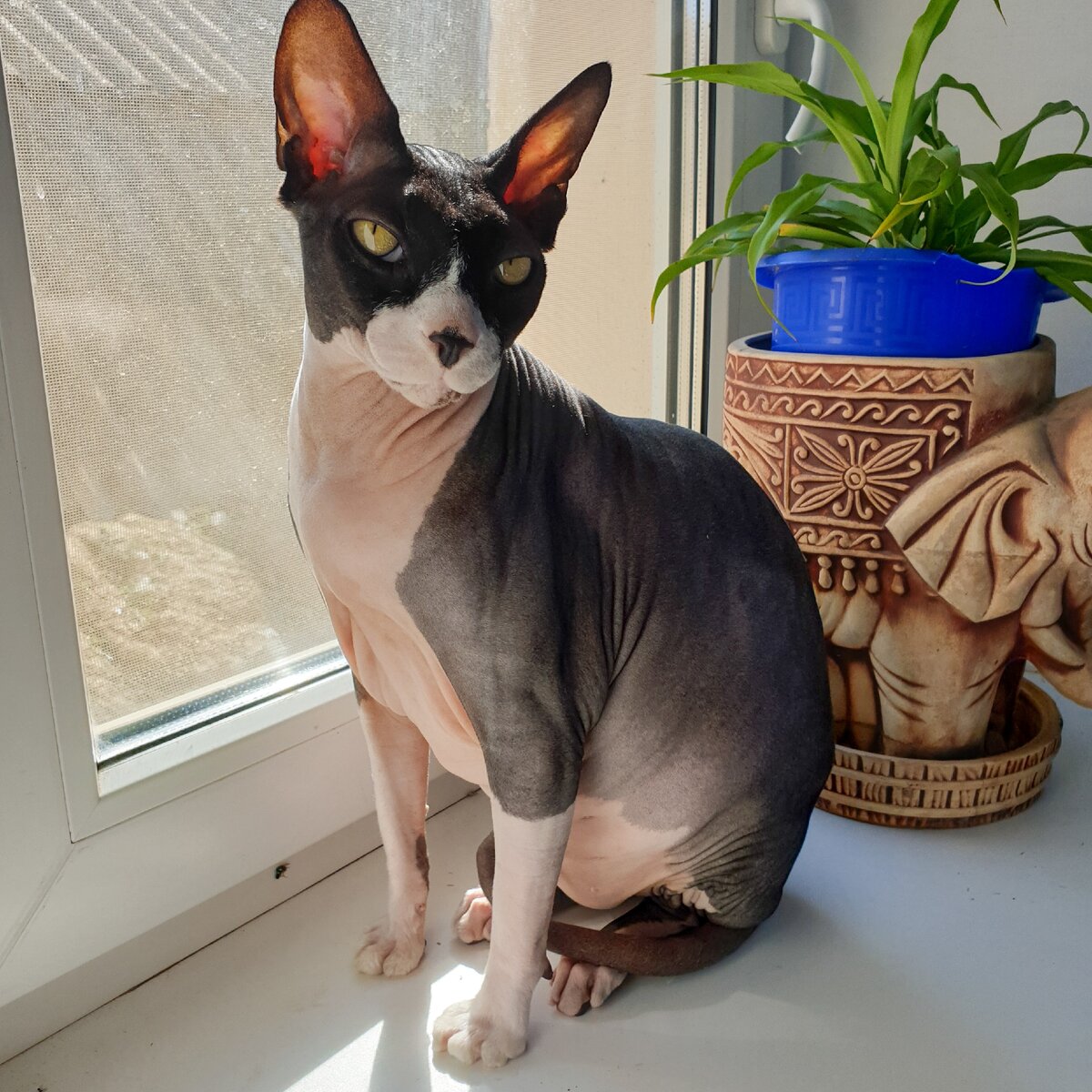 Знакомьтесь, кот Бася 