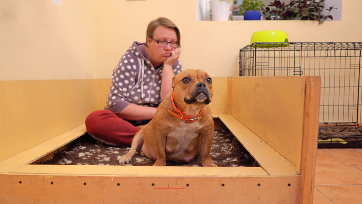 Американский Булли