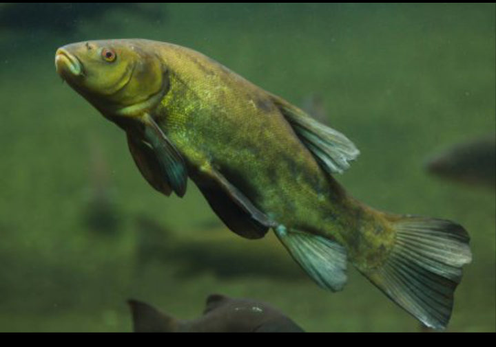 Линь в привычной среде 