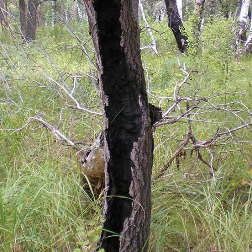 деревья здесь выжжены изнутри