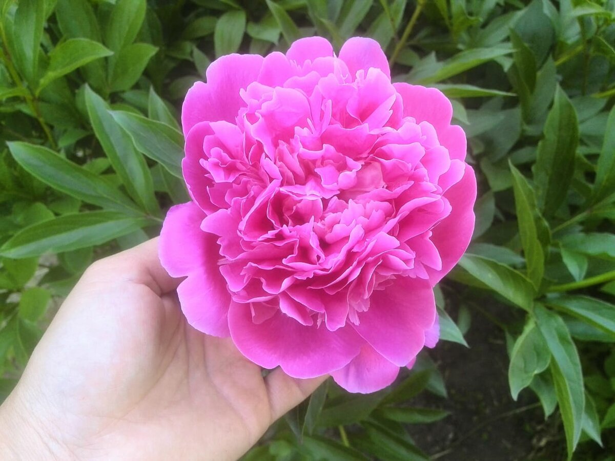 Цветение пионов в прошлом году.