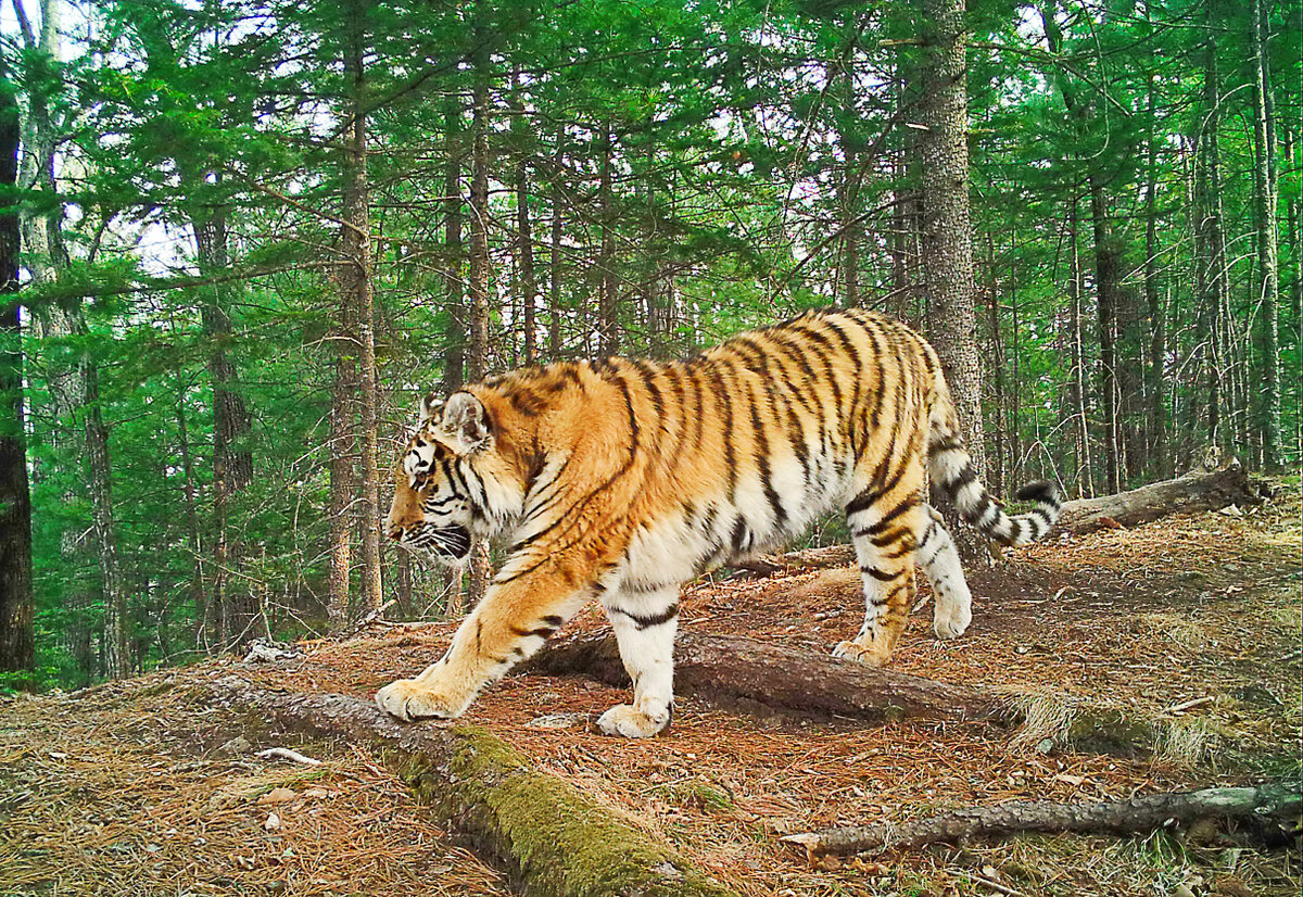 Амурский тигр и человек фото