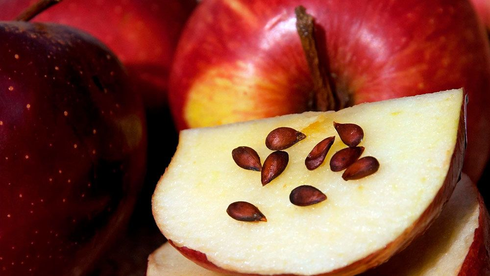 Яблоки сорт косточки. Семечко груши. Яблочные семена. Семечки яблока. Семечко от яблока.