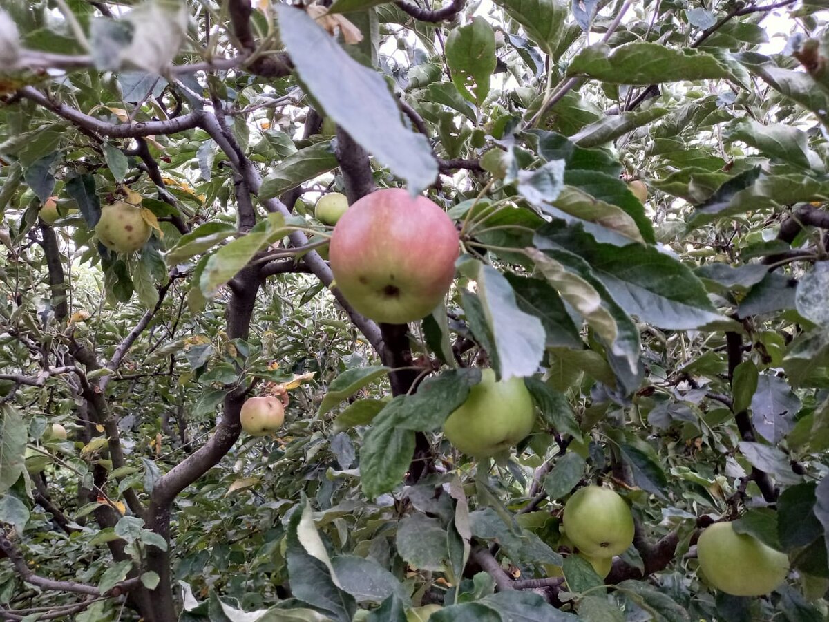Фото сделано в нашем саду