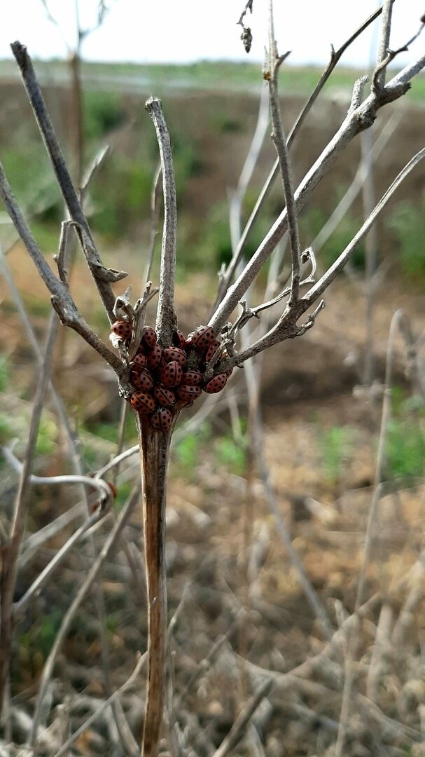 Коллективное собрание божьих коровок. 