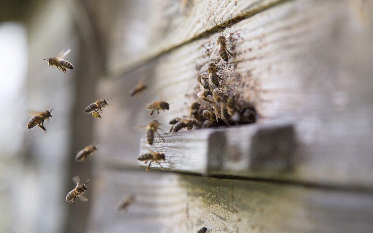 С приближением холодов пчёлы "кучкуются".