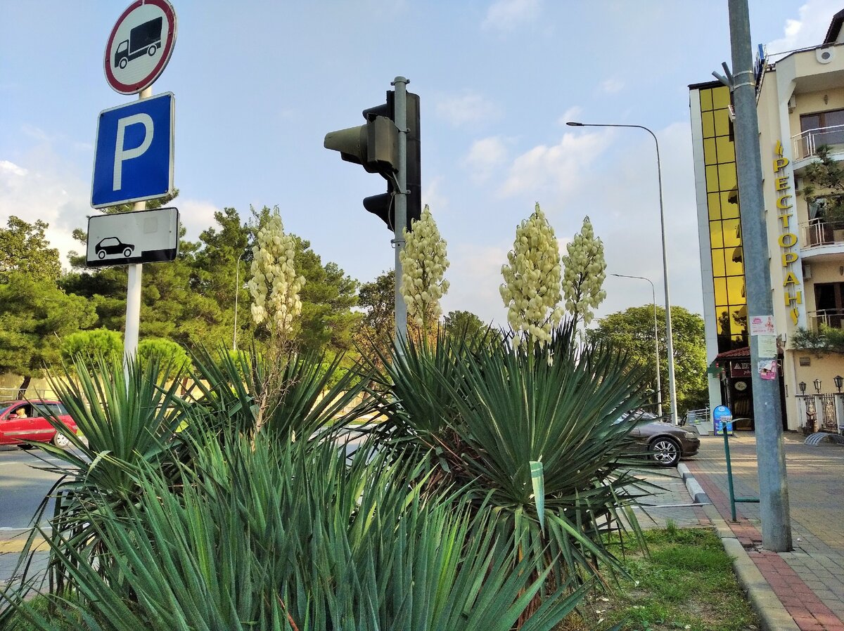 Юкка прекрасно чувствует себя и вдоль дорог. Фото автора