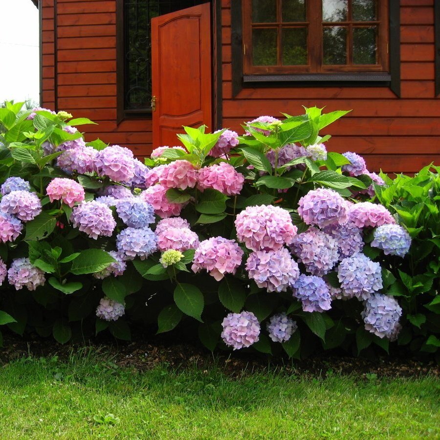 фото гортензии садовой крупный план