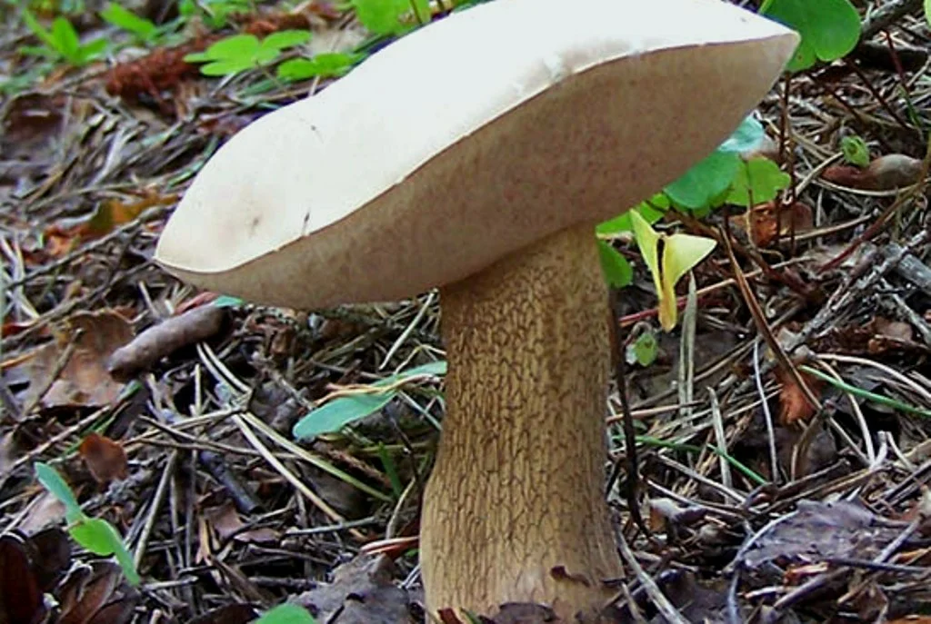 Есть гриб желчный. Желчный гриб горчак. Грибница желчный гриб. Tylopilus felleus. Горчак или желчный гриб.