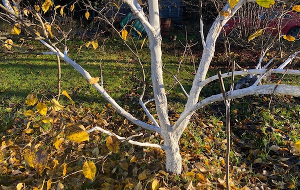Мазь Вишневского - мой помощник в огороде осенью. Как ее применять и какого результата ожидать?3