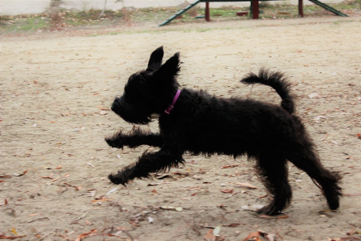 Цвергшнауцер Янис спешит на подзыв владелицы