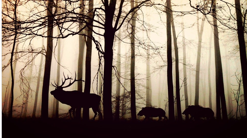 Фото pixabay.com