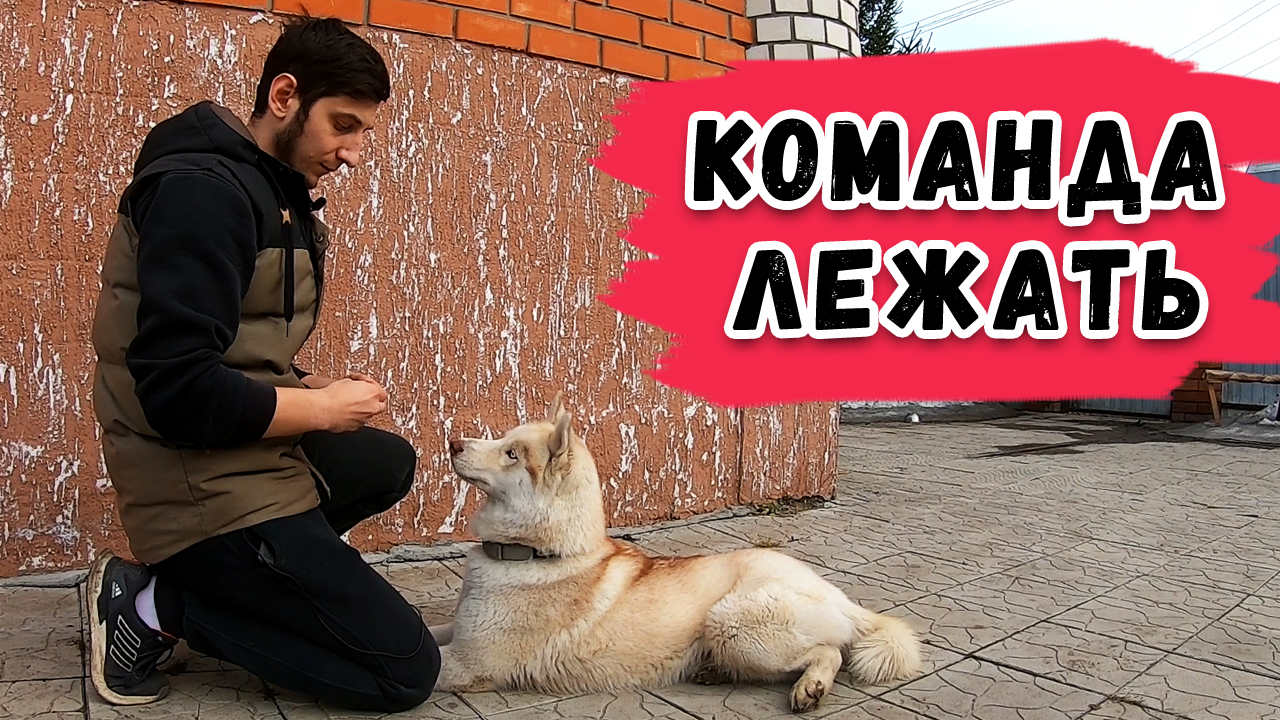 Как приучить команде лежать. Как приучить команде лежать. Как приучить команде лежать. Как научить собаку команде лежать. Как приучить команде лежать.
