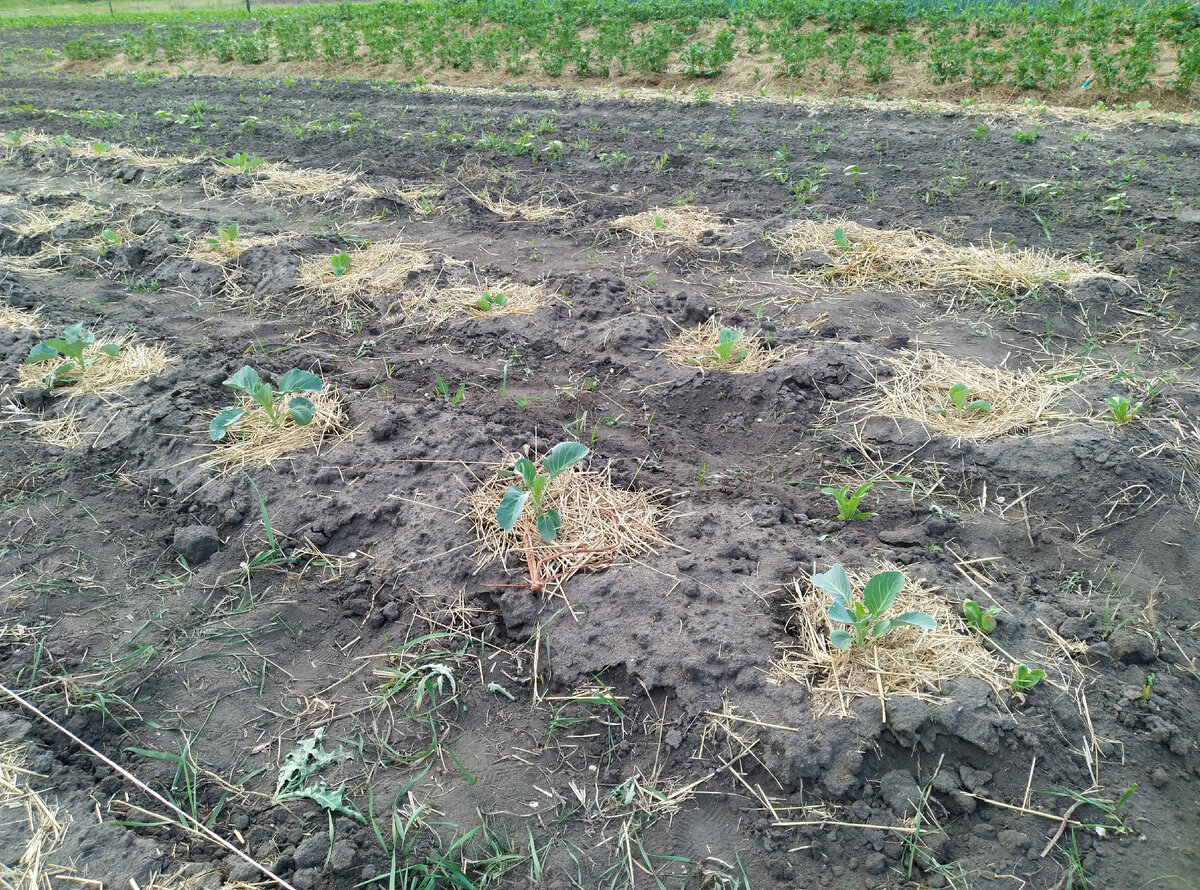 На переднем плане - 5 кустиков Агрессора. Ну сколько в пачке было семян, столько и растет ))) Самая крупная и беспроблемная, хотя сажалась в одно место с остальными сортами. Видно, насколько они мельче.