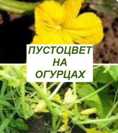 огурцы, пустоцвет
