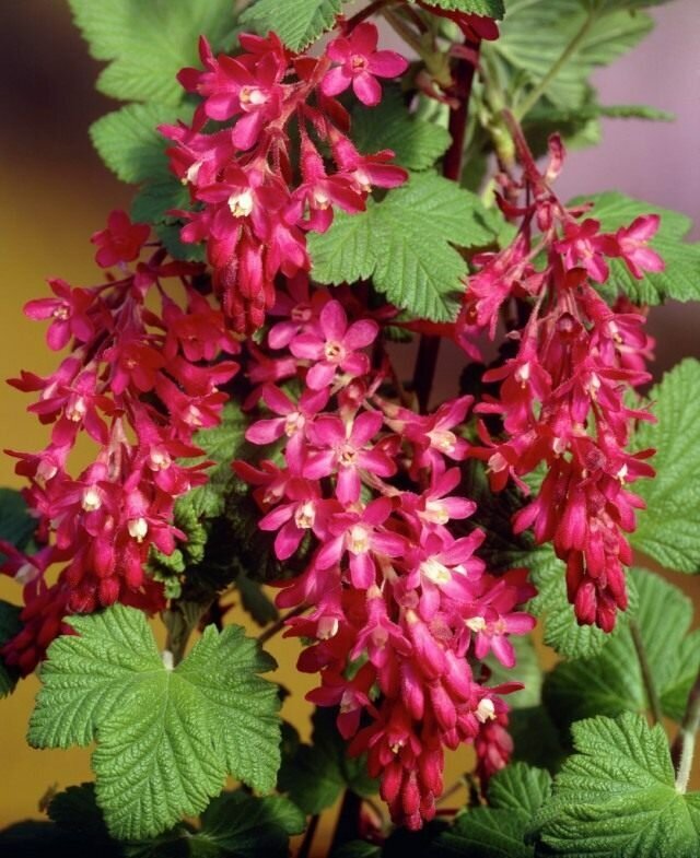 Соцветия смородины кроваво-красной. Фото из открытых источников для иллюстрации к тексту. 