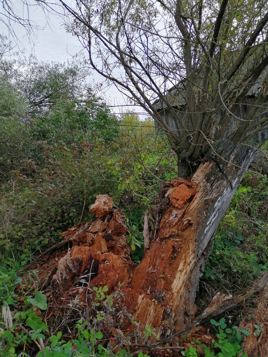 Старая ветла - полезный источник. Фото автора 