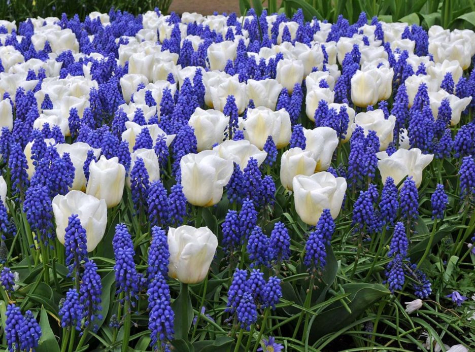 Plant bulbs now, don’t fret about water, and be dazzled by spring Planting bulbs