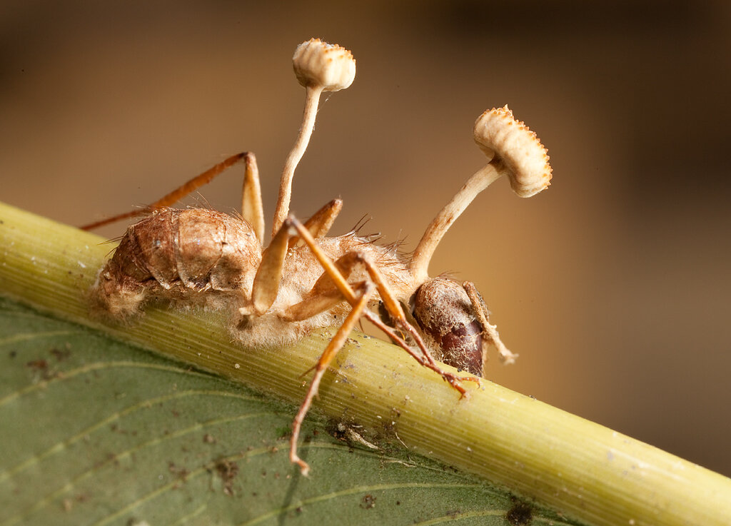 Тропический гриб ophiocordyceps и его жертва