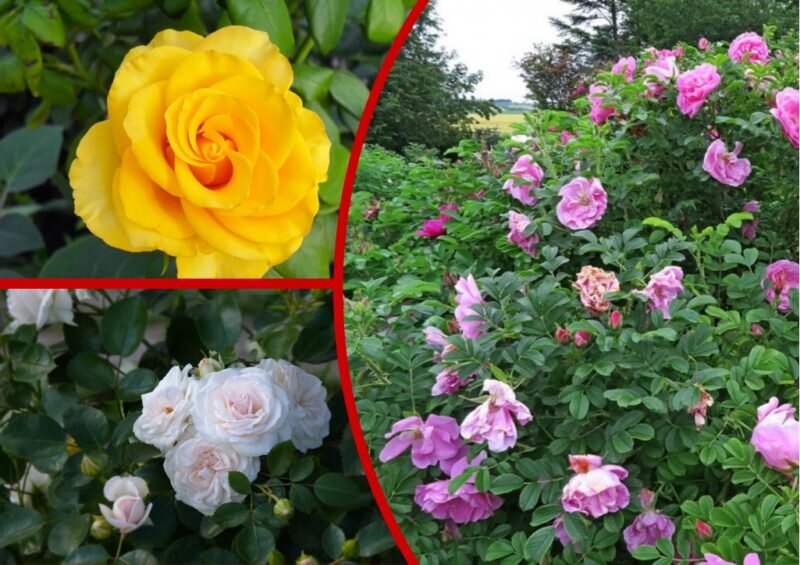 Зимостойкие розы.