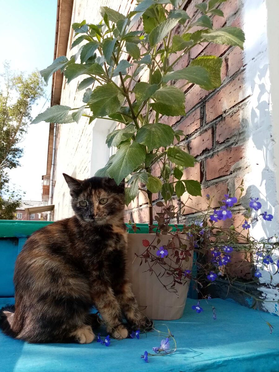 Котёночек