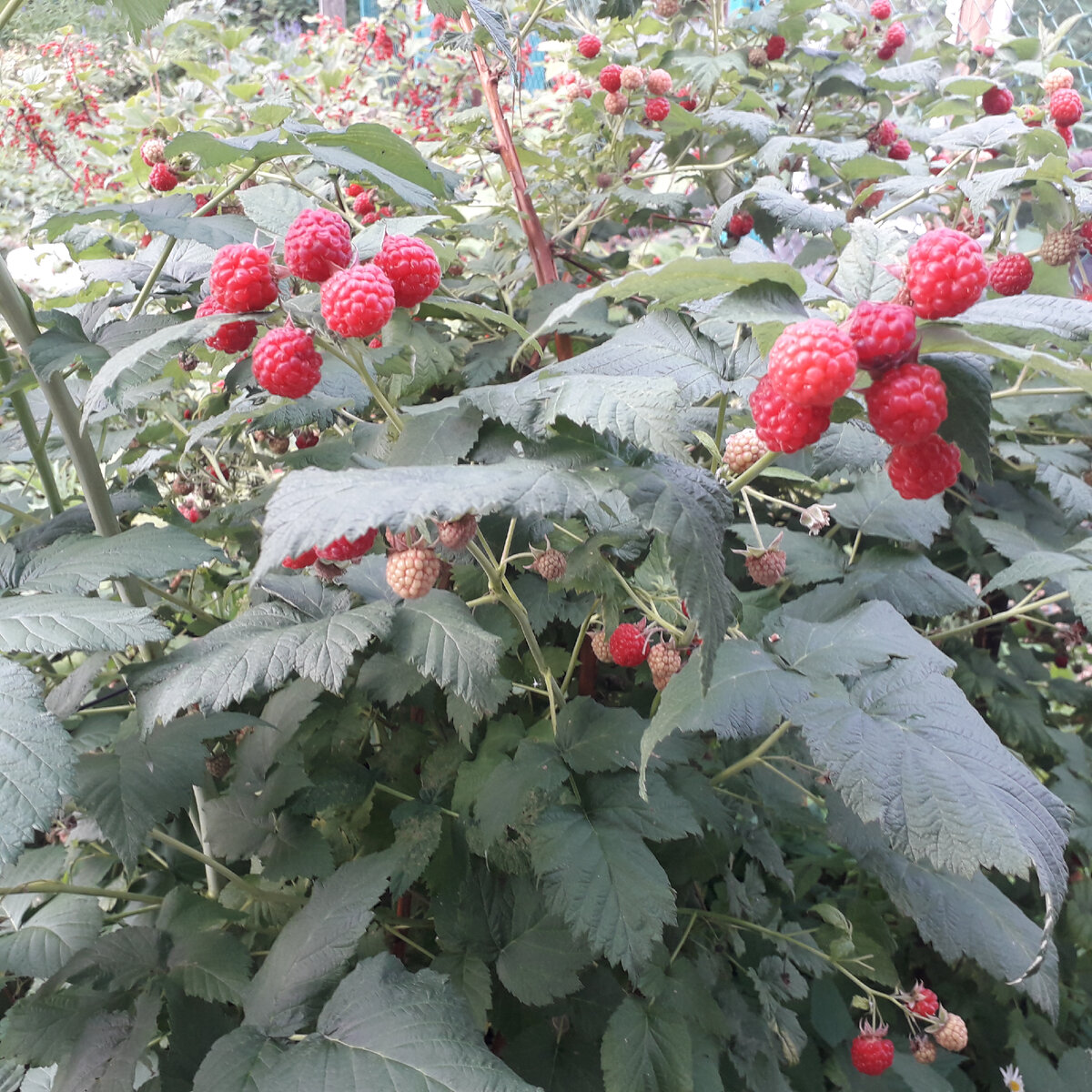 Если участок садовый - то он предназначен для выращивания сада или огородных культур. Фото автора.