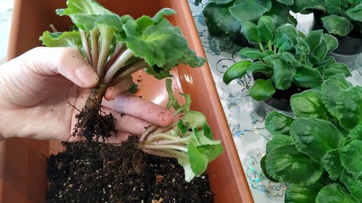 ФИАЛКИ ОСЕНЬ Удаляем и УКОРЕНЯЕМ ПАСЫНКИ ОМОЛОЖИВАЕМ и ПЕРЕСАЖИВАЕМ в ...