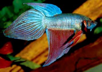 Betta splendens (Фото Оливера Лукануса)