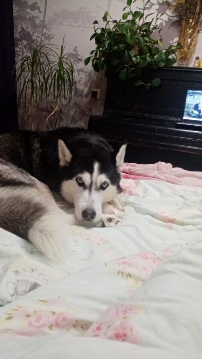 Описание феномена 