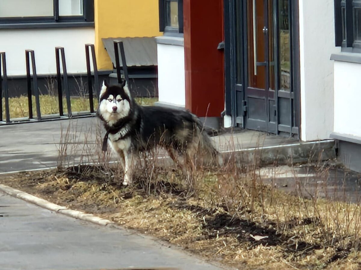 Вот он выброшенный хаски