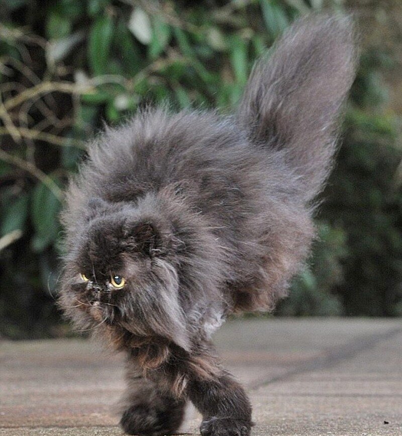 Кеффи. Источник фото: https://koshka-pushinka.ru/animals/cats/two-armed-cat-of-keffi/