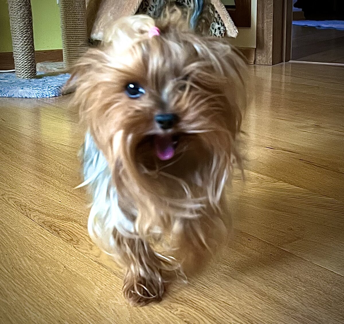 Была бы отличная фото, если бы не смазалась))