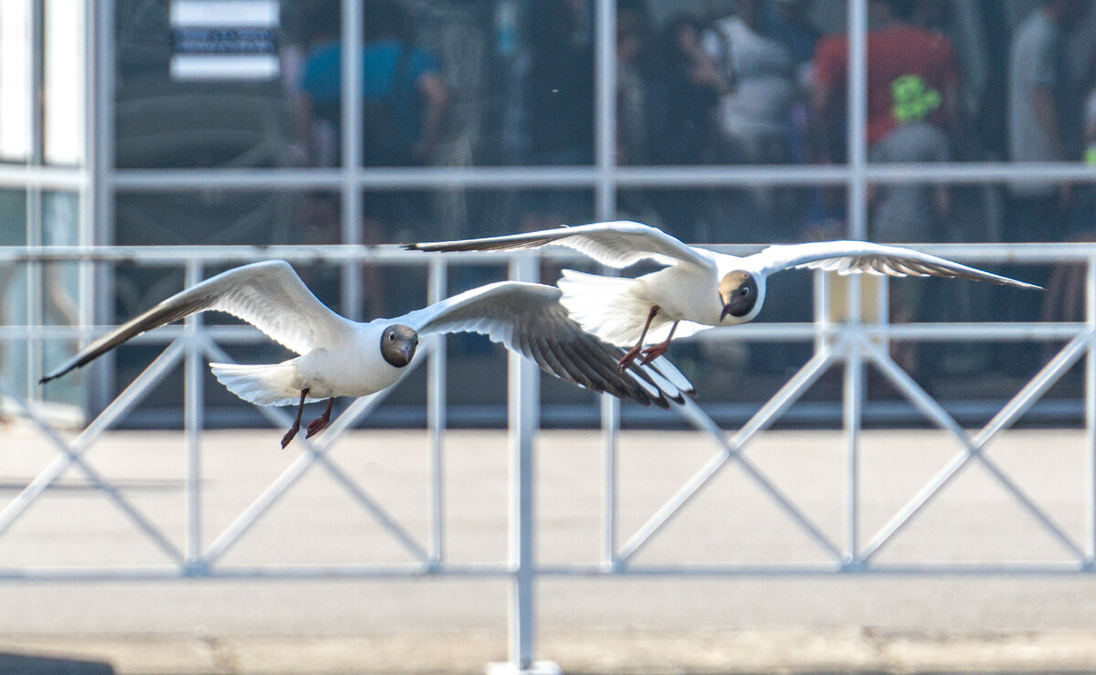 Показываю, каких птиц увидели в Петербурге и окрестностях летом 2022 года |  Hellen Geographic | Дзен